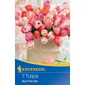 Tulipan Big Pride mix multicolor
