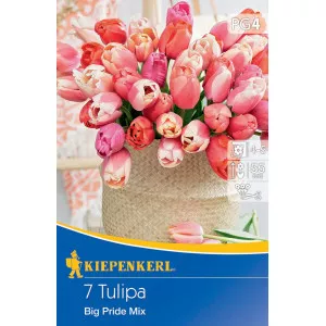 Tulipan Big Pride mix multicolor