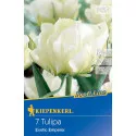 Tulipan Exotic Emperor