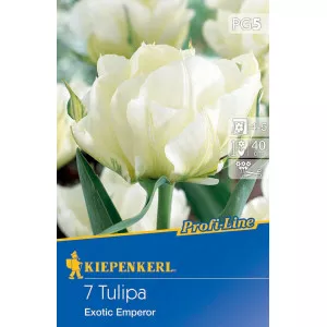 Tulipan Exotic Emperor