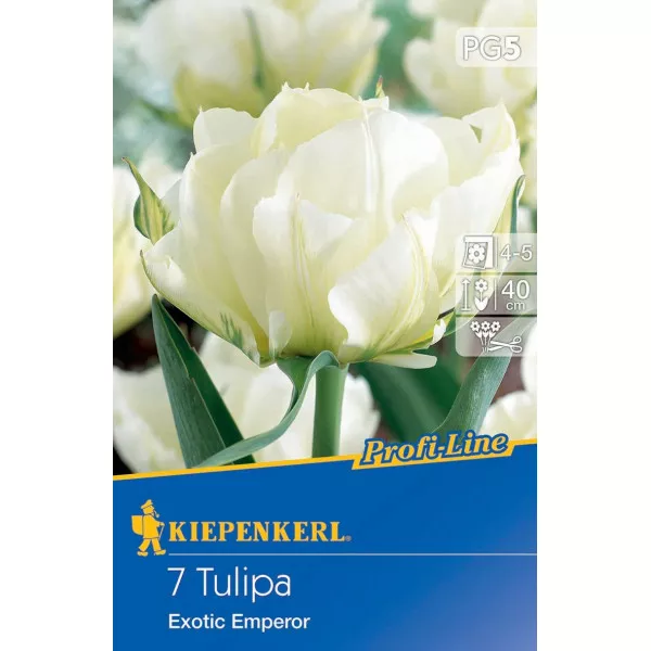 Tulipan Exotic Emperor