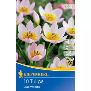 Patuljasti tulipan Lilac Wonder