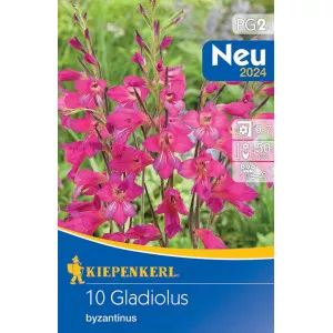 Gladiola Byzantinus