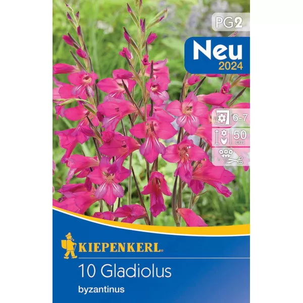 Gladiola Byzantinus