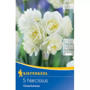 Narcis Cheerfulness
