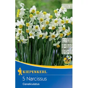 Narcis Canaliculatus