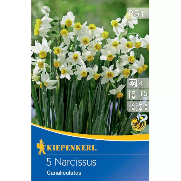 Narcis Canaliculatus