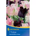 Tulipan Papagaj Black and Rose