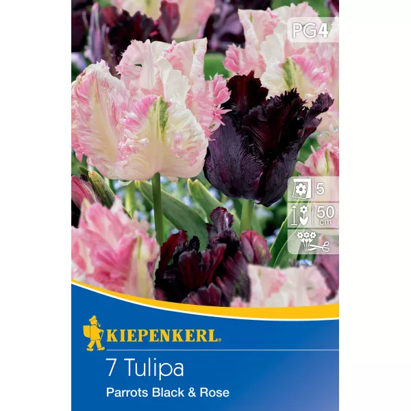 Tulipan Papagaj Black and Rose
