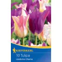 Tulipan Ländlicher Charme