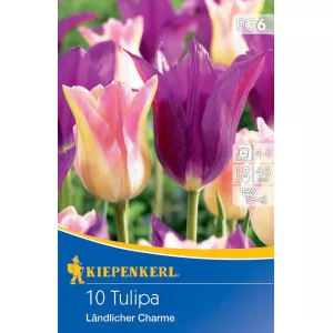 Tulipan Ländlicher Charme