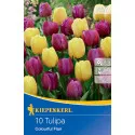 Tulipan Colourful Flair