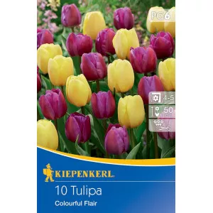Tulipan Colourful Flair