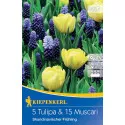 Tulipan i Muscari Scandinavian Spring mix multicolor