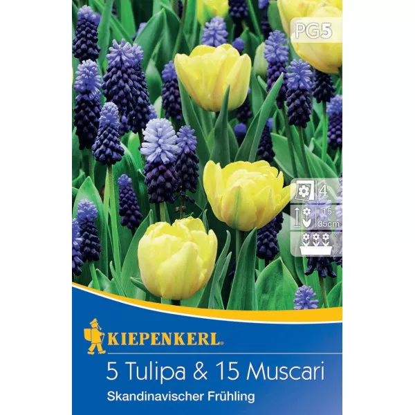 Tulipan i Muscari Scandinavian Spring mix multicolor