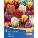 Mega Pack Tulipan Triumph mix multicolor