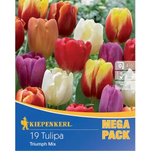 Mega Pack Tulipan Triumph mix multicolor