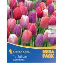 Mega Pack Tulipan Big Pride mix multicolor