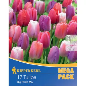 Mega Pack Tulipan Big Pride mix multicolor