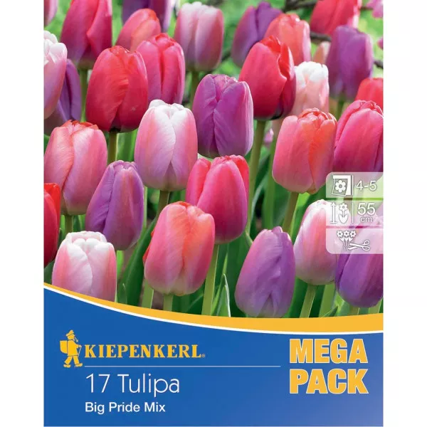 Mega Pack Tulipan Big Pride mix multicolor