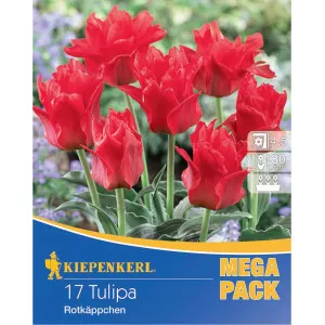 Mega Pack Tulipan Little Red Riding Hood
