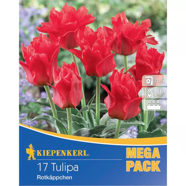 Mega Pack Tulipan Little Red Riding Hood