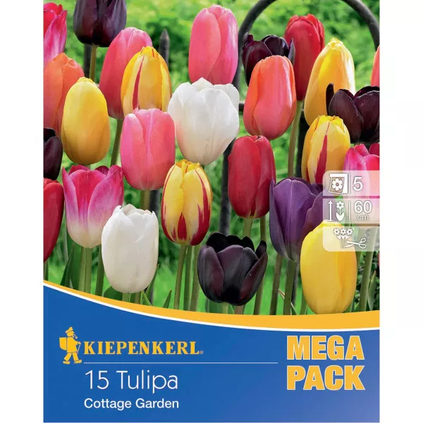 Mega Pack Tulipan Cottage mix multicolor