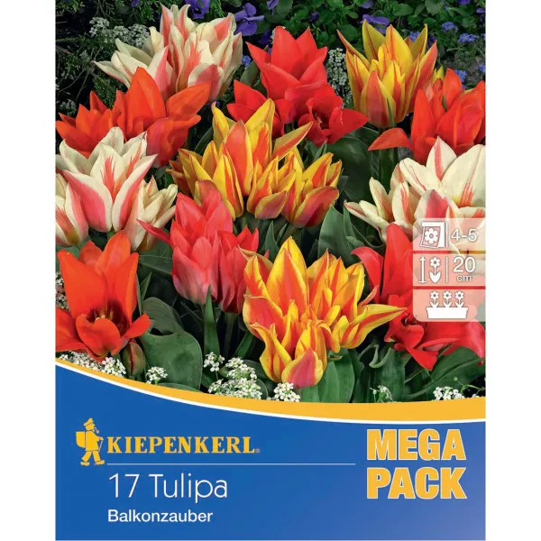 Mega Pack Tulipan Balcony Magic mix multicolor