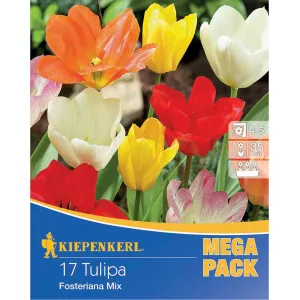 Mega Pack Tulipan Fosteriana mix multicolor