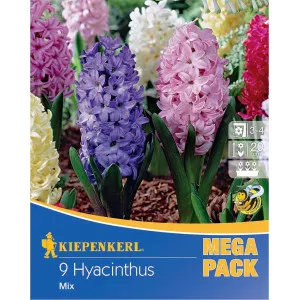 Mega Pack Zumbul mix multicolor