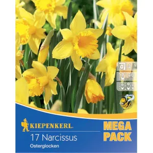Mega Pack Narcis Osterglocken