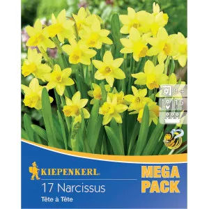 Mega Pack Narcis Tete a Tete