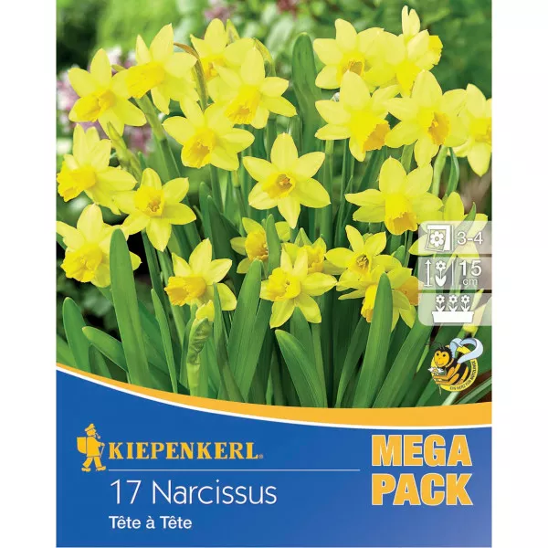 Mega Pack Narcis Tete a Tete