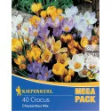 Mega Pack patuljasti šafran mix multicolor