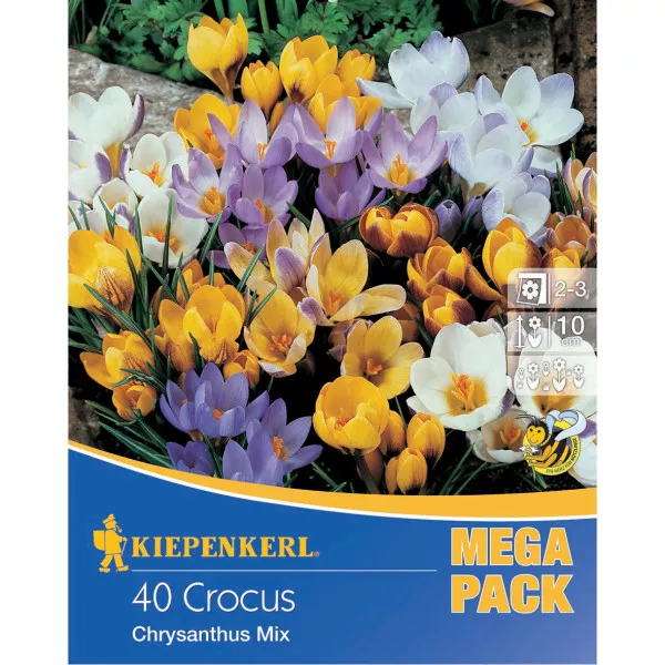 Mega Pack patuljasti šafran mix multicolor