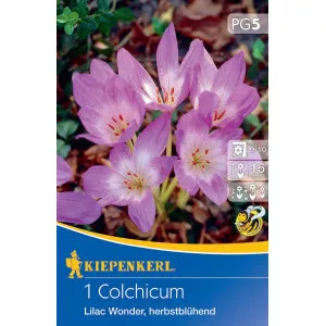 Jesenski šafran Lilac Wonder