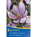 Šafran (Crocus sativus)
