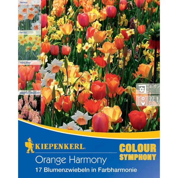 Cvjetne lukovice Orange Harmony