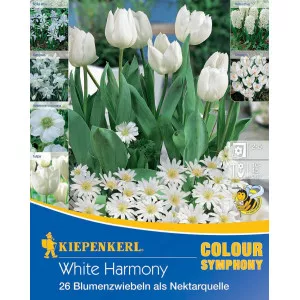 Cvjetne lukovice White Harmony