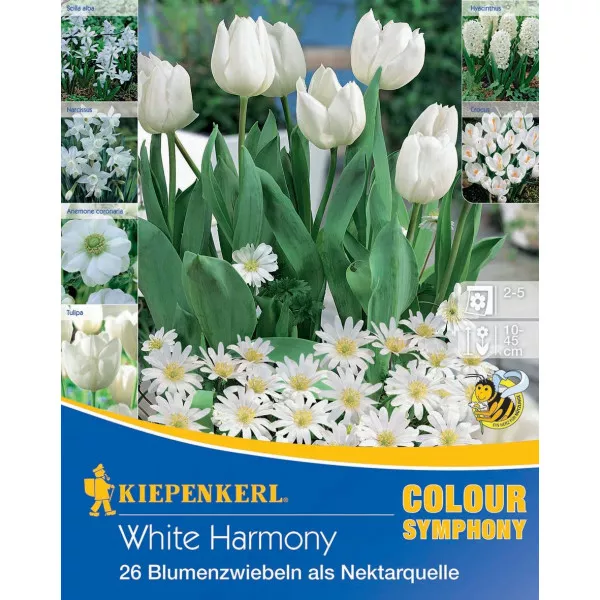 Cvjetne lukovice White Harmony