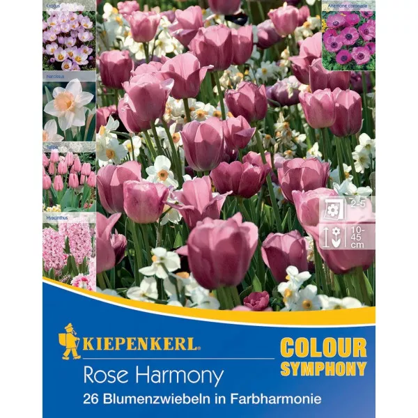 Cvjetne lukovice Rose Harmony