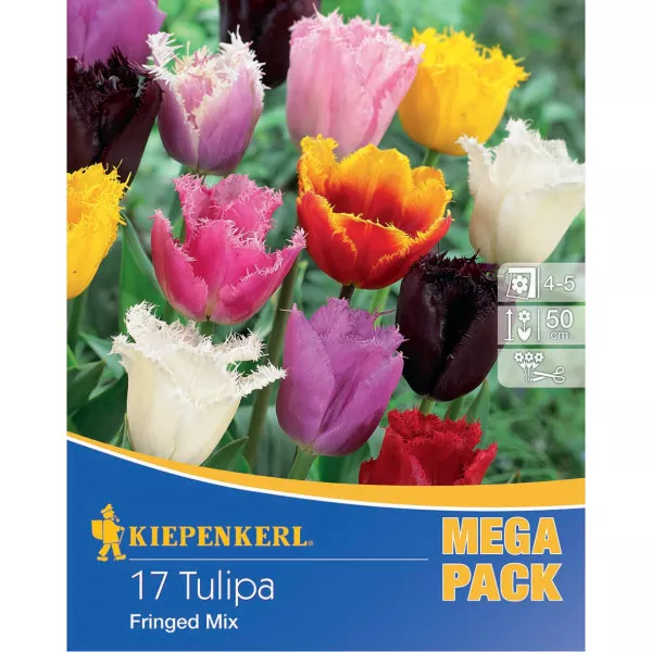 Mega Pack resasti tulipani – mix multicolor