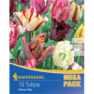 Mega Pack Tulipan Papagaj mix multicolor