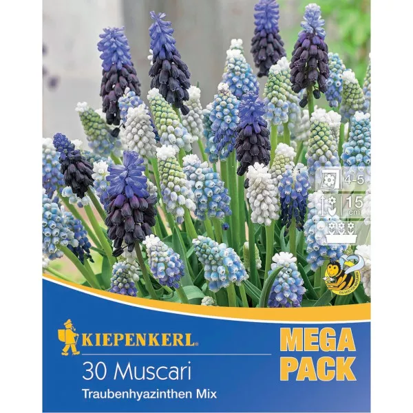 Mega Pack Muscari mix multicolor