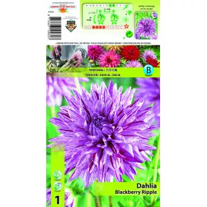 Kaktus dalija Blackberry Ripple