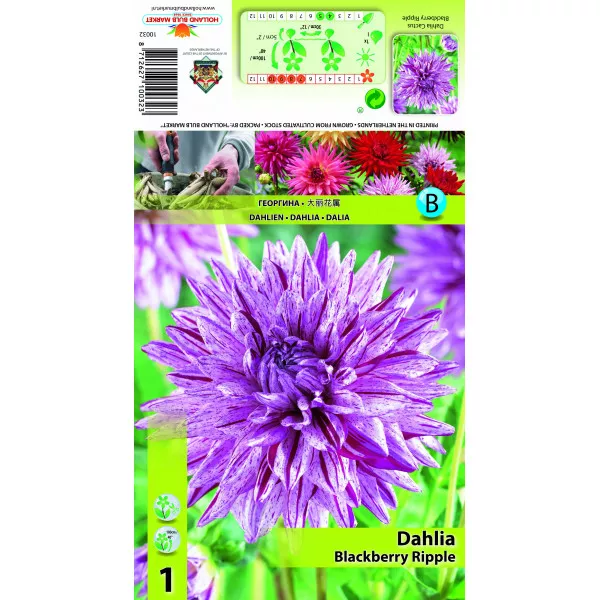 Kaktus dalija Blackberry Ripple