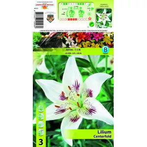 Azijski ljiljan Centerfold