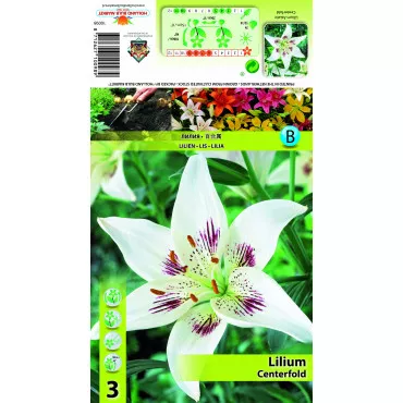 Azijski ljiljan Centerfold