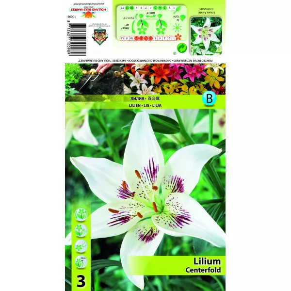 Azijski ljiljan Centerfold