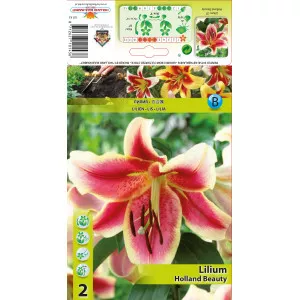 Orijentalni OT ljiljan Holland Beauty